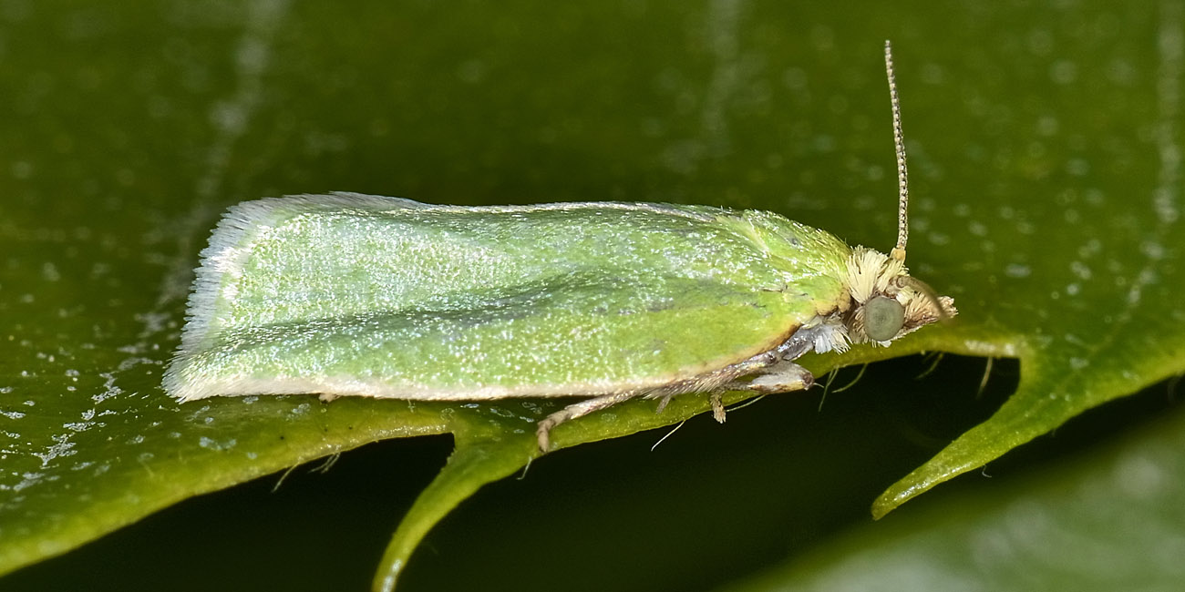 Tortricidae - Tortrix viridana